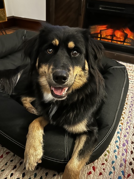 Entry image for Paisley . Clicking this image will show a larger photo