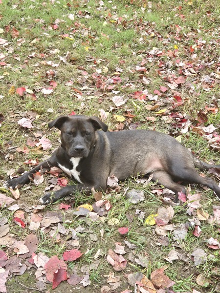 Entry image for Laurel. Clicking this image will show a larger photo