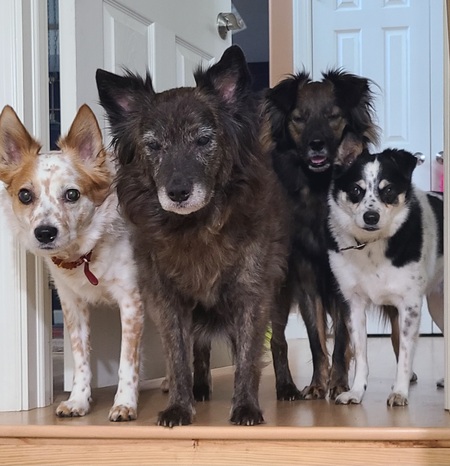 Entry image for Nitro, Lola, BenEE, Chase. Clicking this image will show a larger photo