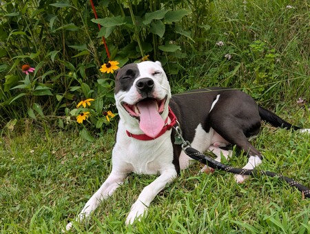 Entry image for Arlo. Clicking this image will show a larger photo