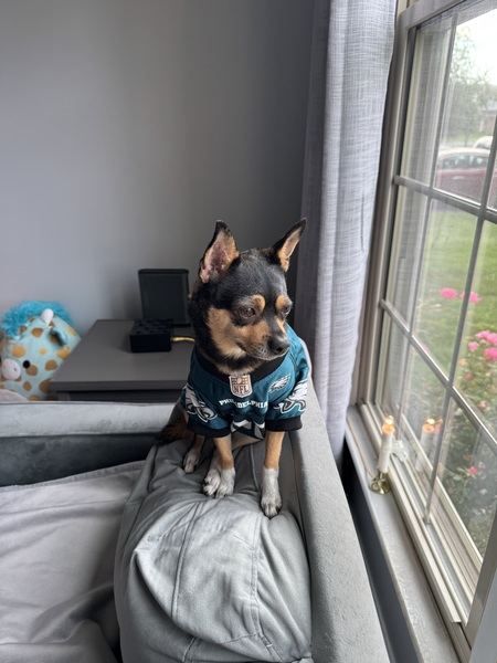 Entry image for COCO. Clicking this image will show a larger photo