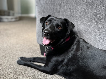 Entry image for Pippi. Clicking this image will show a larger photo