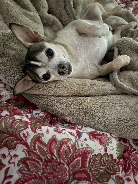 Entry image for Finn. Clicking this image will show a larger photo