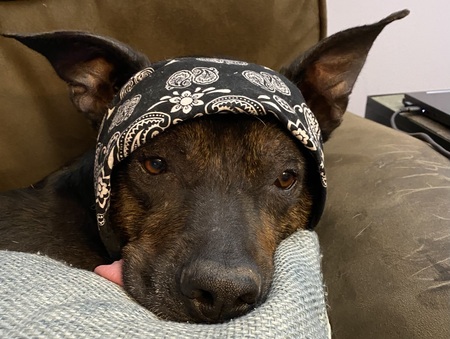 Entry image for Honor . Clicking this image will show a larger photo