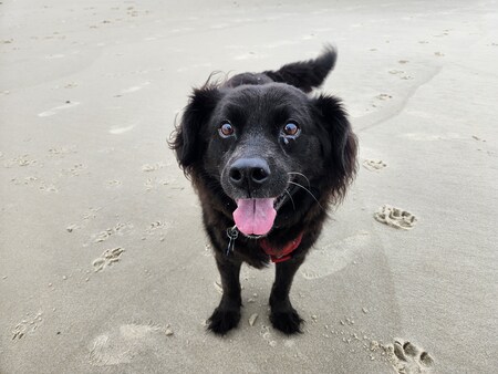 Entry image for Phoenix. Clicking this image will show a larger photo