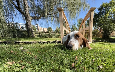 Entry image for Hank (formerly Copper). Clicking this image will show a larger photo