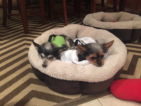 Entry image for Ruby and Sammy. Clicking this image will show a larger photo