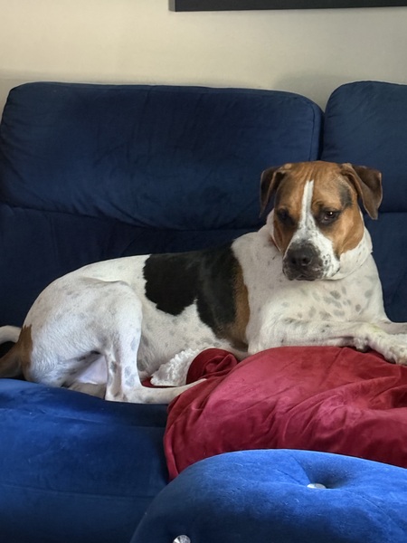 Entry image for Chief. Clicking this image will show a larger photo