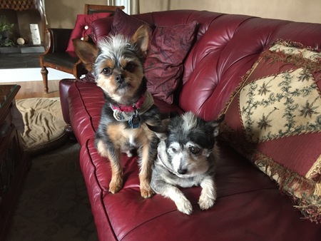 Entry image for Sammy and Ruby. Clicking this image will show a larger photo