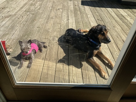 Entry image for Nola and Riley. Clicking this image will show a larger photo