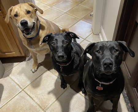 Entry image for Kory, Kimi, Kona. Clicking this image will show a larger photo