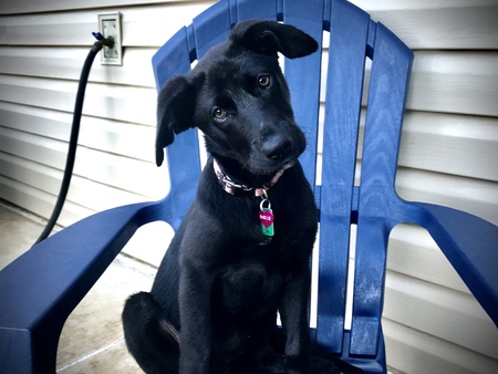 Entry image for Millie. Clicking this image will show a larger photo