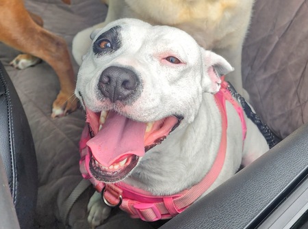 Entry image for Ivy. Clicking this image will show a larger photo