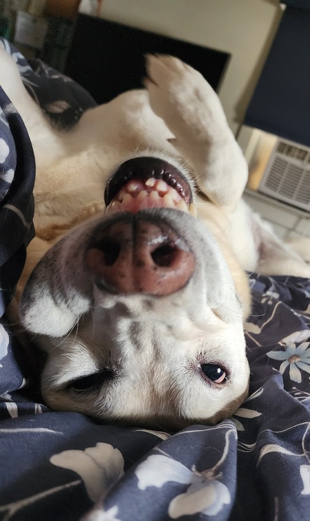 Entry image for Ogden. Clicking this image will show a larger photo