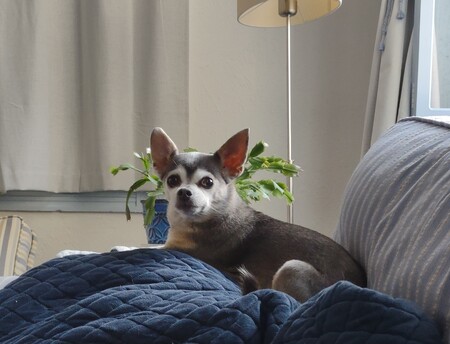 Entry image for Gavi Rose. Clicking this image will show a larger photo