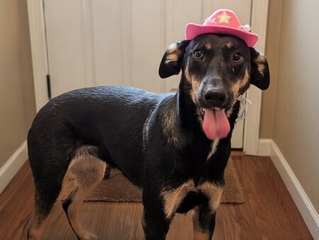 Entry image for Sansa. Clicking this image will show a larger photo