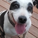 Entry image for ANGEL