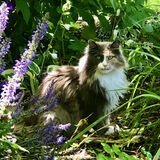 Entry image for Willow