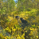 Entry image for Texas and Star 