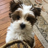 Entry image for Loki