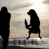 Entry image for Scout