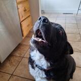 Entry image for Gypsy