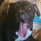 Entry image for Jasper