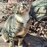 Entry image for Frederic