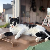 Entry image for Rocket, the trash panda 