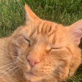 Entry image for Mellow