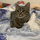 Entry image for Cinder