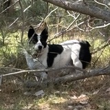 Entry image for Lucy