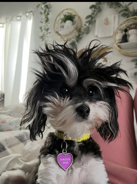 Entry image for Maggie Mae. Clicking this image will show a larger photo