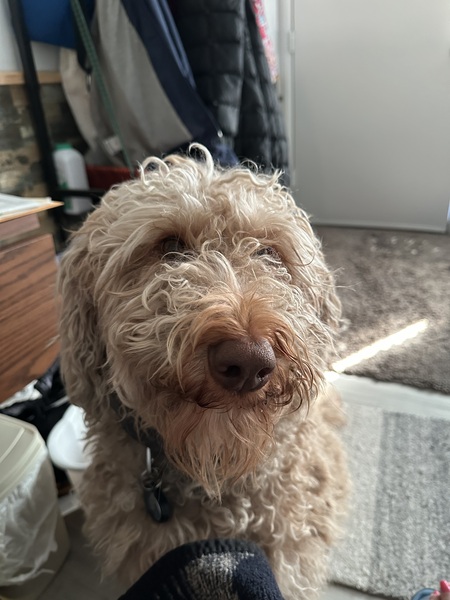 Entry image for Mac. Clicking this image will show a larger photo