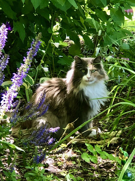 Entry image for Willow. Clicking this image will show a larger photo