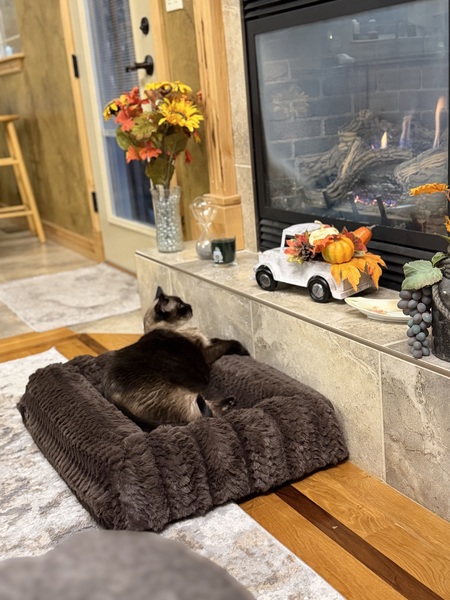 Entry image for Hobbes. Clicking this image will show a larger photo