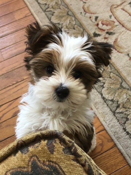 Entry image for Loki. Clicking this image will show a larger photo