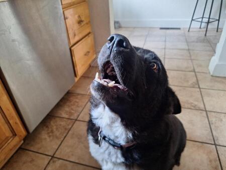 Entry image for Gypsy. Clicking this image will show a larger photo