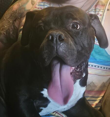 Entry image for Jasper. Clicking this image will show a larger photo