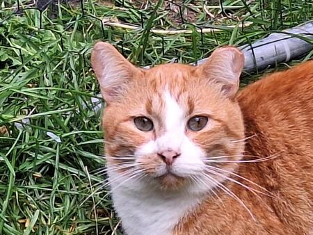 Entry image for Benjamin. Clicking this image will show a larger photo