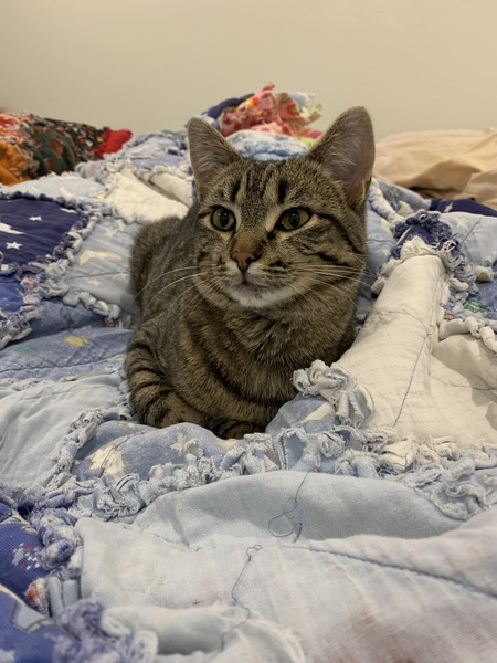 Entry image for Cinder. Clicking this image will show a larger photo