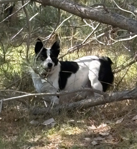 Entry image for Lucy. Clicking this image will show a larger photo