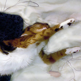 Entry image for Clementine