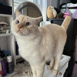 Entry image for Peachy 