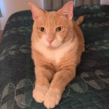 Entry image for Cheeto