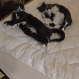 Entry image for Aquiles and Chet 