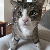 Entry image for Lewis Meowmilton