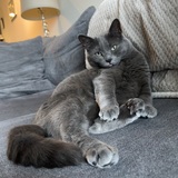 Entry image for Keke