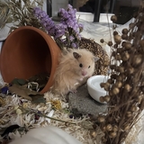 Entry image for Mango