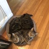 Entry image for Lenny and Louie 